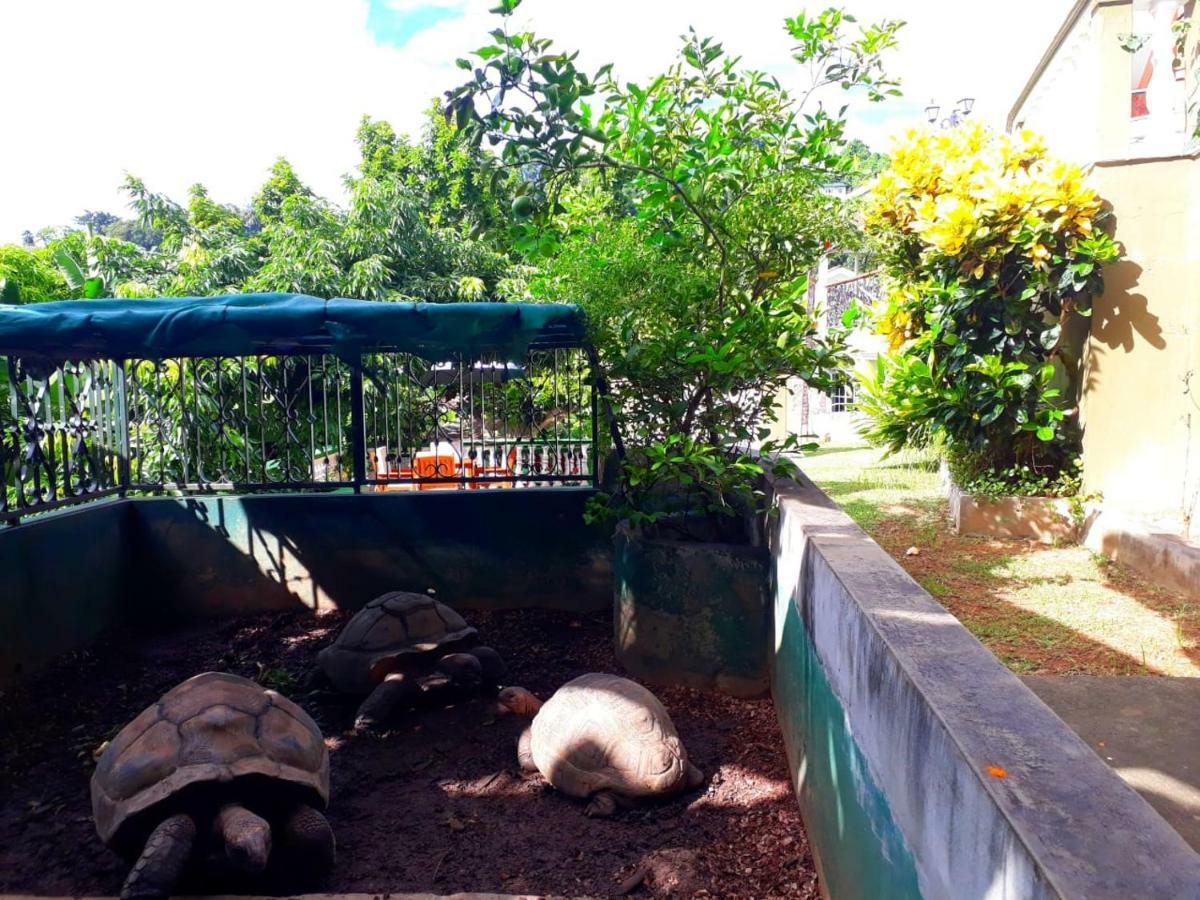 Hibiscus House Seychelles Self Catering Lejlighed Victoria Eksteriør billede